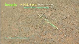 Insects  Stick insect Gawati Kida [upl. by Eojyllib]