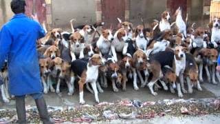 Dogs going crazy  Château de Cheverny [upl. by Neehcas977]