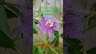 maypop passion fruit flower passionflower passionfruit flowers flower beautiful fruit [upl. by Rika]