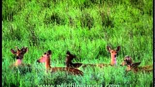 Barasingha or swamp deer grazing in Kaziranga swamps [upl. by Zamir]