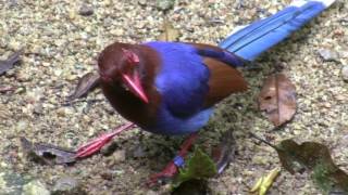 Birds of Sri Lanka  Endemics [upl. by Erickson727]