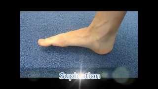 Ankle pronation and supination [upl. by Sinnal]