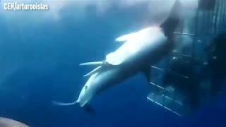 Great white shark dies after lunging at divers in cage and getting trapped [upl. by Consuela347]