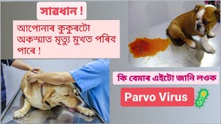 You need to know about Parvo Virus in Dogs  Symptoms causes treatments 🩺🦠💉 [upl. by Whitehouse]