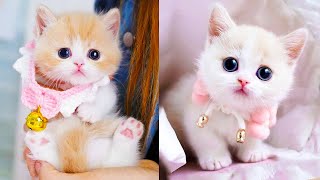 Baby Cats  Cute and Funny Cat Videos Compilation 60  Aww Animals [upl. by Scharf]