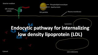 LDL endocytosis [upl. by Nana802]