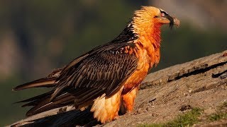 10 Aves Más Peligrosas Que No Creerás Que Existen [upl. by Arella708]