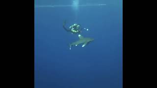 Fight off aggressive Longimanus shark  Elphinstone Egypt Diving Liveaboard Red Sea [upl. by Aramoiz]