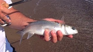 Fishing From The Beach In Greece Something A Little Different [upl. by Weinrich]