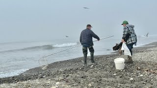 Surf smelt fishing WA coast [upl. by Lemrac]