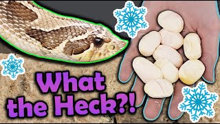 Our Hognose Snake Laid Eggs in WINTER [upl. by Eiramaliehs]