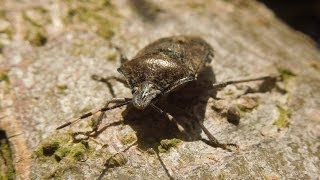 Rhaphigaster nebulosa  Stink Bug  Graue Gartenwanze [upl. by Ruttger]