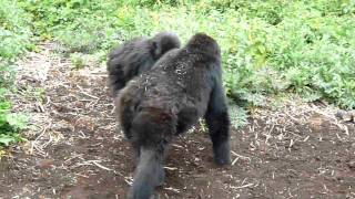 Chest beating and ground thumping by mountain gorillas [upl. by Mosira]