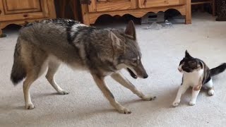 Coyote Plays With Cat  Insane [upl. by Enhpad]