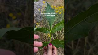 Opposite Phyllotaxy 🌱 neet2025 neetbiology morphologyoffloweringplants youtubeshorts [upl. by Story473]