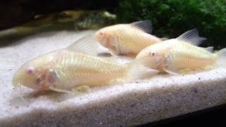 Breeding Cory Catfish A HOW TO VIDEO [upl. by Trescha731]