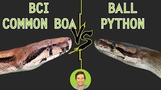 Ball Python vs Common Boa BCI  Head To Head [upl. by Oirottiv402]