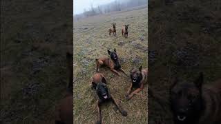 Belgijski ovčar malinois [upl. by Atterual]