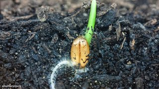 I Could Watch Time Lapses Of Seeds Growing All Day [upl. by Amilas633]