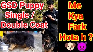 GSD Puppy Single And Double Coat Me Kya Fark Hota H  Kaise Pta Kare Puppy Single Ya Double Coat hi [upl. by Zetrauq]