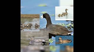 coot callteal with moorhen [upl. by Cerellia]