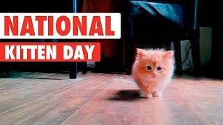 Most Adorable Kittens  National Kitten Day 2017 [upl. by Combs]