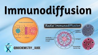 Immunodiffusion  Types Of Immunodiffusion  Single Radial And Double Immunodiffusion [upl. by Cottle602]