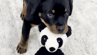 Rottweiler Puppy playing fetch [upl. by Ayekin399]