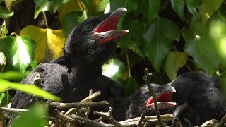 Four young crows on their nest preparing to fledge [upl. by Hedelman]