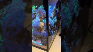 TGIF Weekly Update Mixed Reef Aquarium [upl. by Berliner]