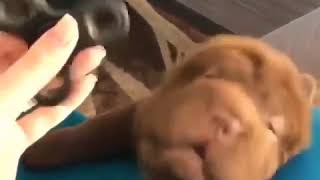 DOG PRANKED By Fidget Spinner xD [upl. by Bajaj]