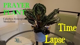 Prayer Plant Time Lapse Calathea Medallion [upl. by Zirkle259]