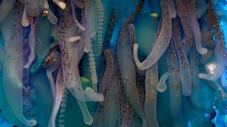 Exploring The Underwater World  4K UHD  Blue Planet II  BBC Earth [upl. by Bonn]