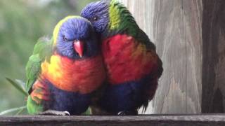 Wet week in Sydney Lorikeets and a Butcher Bird shelter from the rain [upl. by Llewkcor]