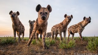 Wildlife photographer Will BurrardLucas creates technology to capture dangerous amp elusive animals [upl. by Egiap101]