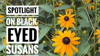 Spotlight on BlackEyed Susan’sRudbeckia Fulgida [upl. by Karolyn212]