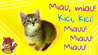 Miau miau kici kici  Miś Tami TV  Piosenki dla dzieci [upl. by Jalbert]