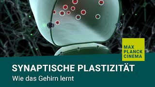 Synaptische Plastizität  wie das Gehirn lernt [upl. by Anilas]