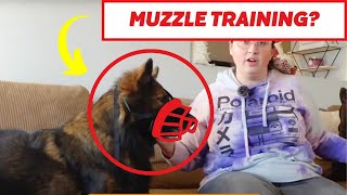 The EASIEST Way To MuzzleTrain Your Dog [upl. by Hanforrd]