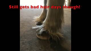 IS YOUR HORSE SUFFERING FROM LAMINITIS [upl. by Oecile]