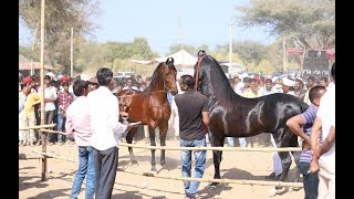 Mega Ashwa show Breeding Stallion horse ring show 2019 p1 [upl. by Otrebogad294]