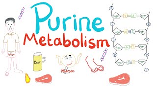 Purine Metabolism De Novo Salvage Degradation Uric Acid [upl. by Enelam464]