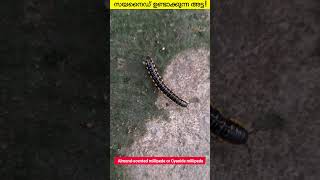 Millipedes  Animal Wonders Interesting Facts  Harpaphe haydeniana  Malayalam facts shortsvideo [upl. by Arinayed]