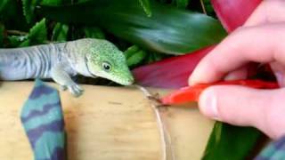 My Standings Day Gecko Feeding from tweezers  Phelsuma standingi [upl. by Nial]