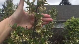 Goumi Berry Shrub in Bloom LOOK AT THOSE BLOSSOMS [upl. by Kwabena]