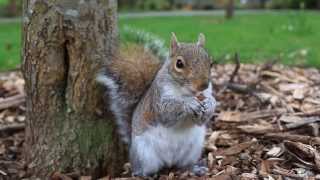 Golders hill park Squirrel [upl. by Yllen]