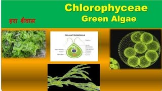 Chlorophyceaegreen algae plant kingdomclassification of algae [upl. by Irneh90]