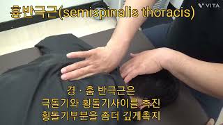 목통증 등통증 두ㆍ경ㆍ흉 반극근semispinalis capitis ㆍcervicisㆍ thoracis을 확인하세요 ㅡ 많은 목근육중 내가 아픈곳을 케어해야 좋아집니다 [upl. by Nnylimaj894]