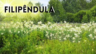 FILIPENDULA CONHEÇA SEUS USOS BENÉFICOS [upl. by Ylloj]