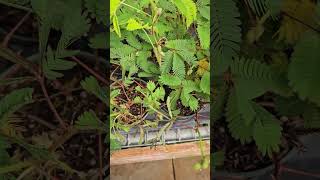 Sensitive plant Mimosa plants [upl. by Aramois]